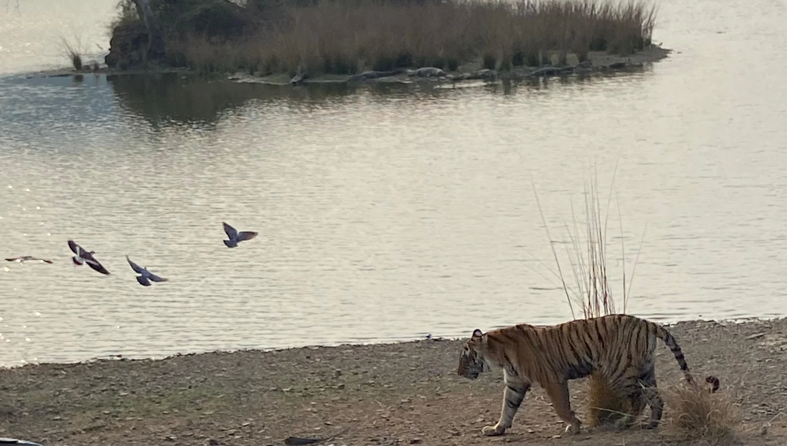 A Bengal tiger walking beside a lake as birds fly over the water
