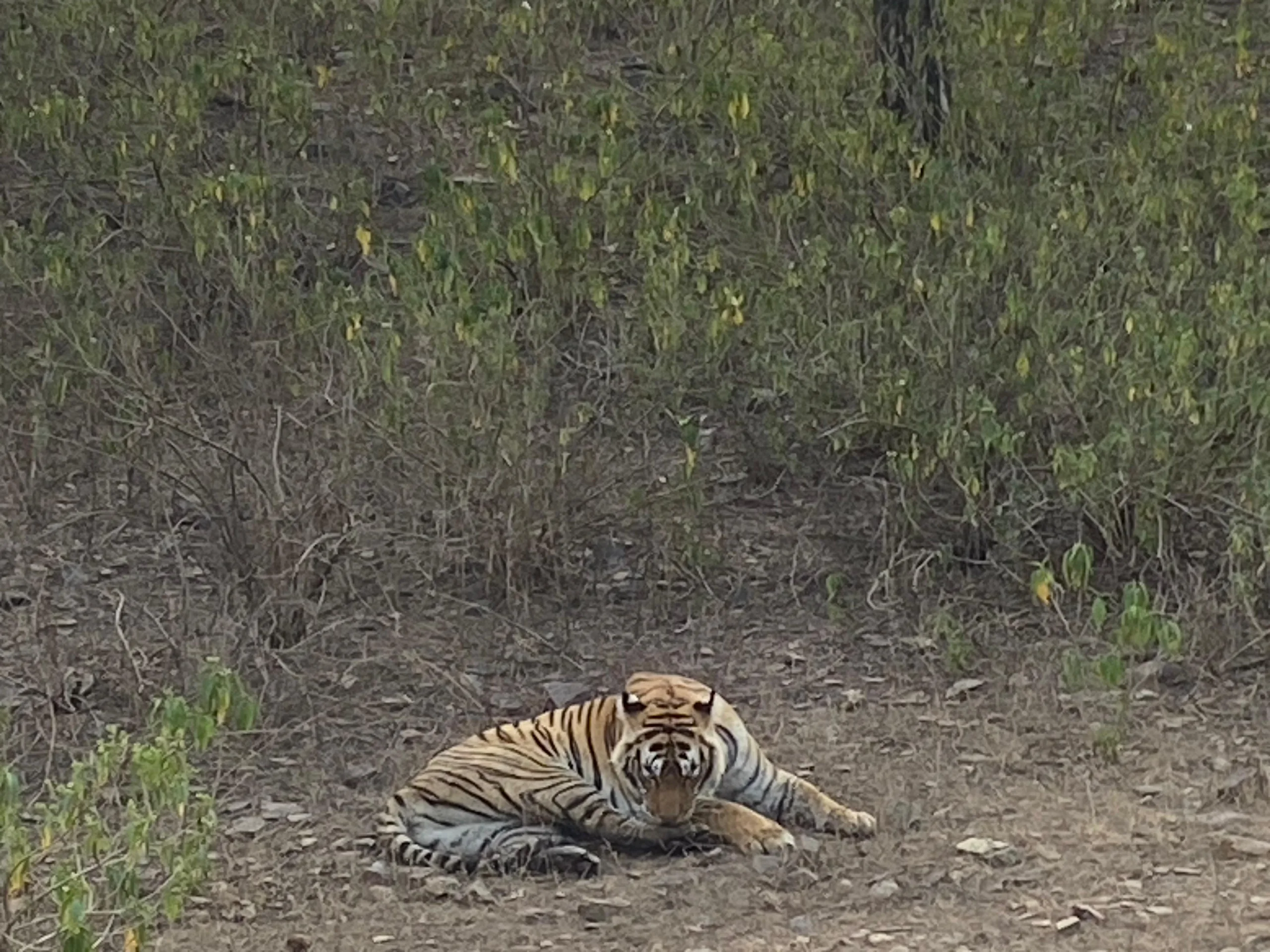 A Bengal tiger resting on the forest floor and looking toward the camera